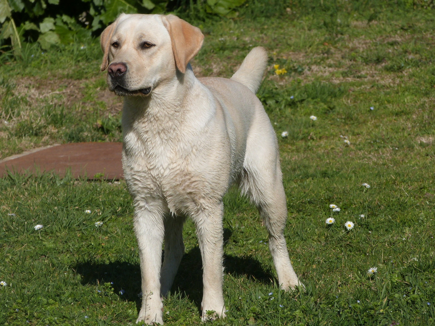 "Roxy" rebaptisée Raja (Sans Affixe)