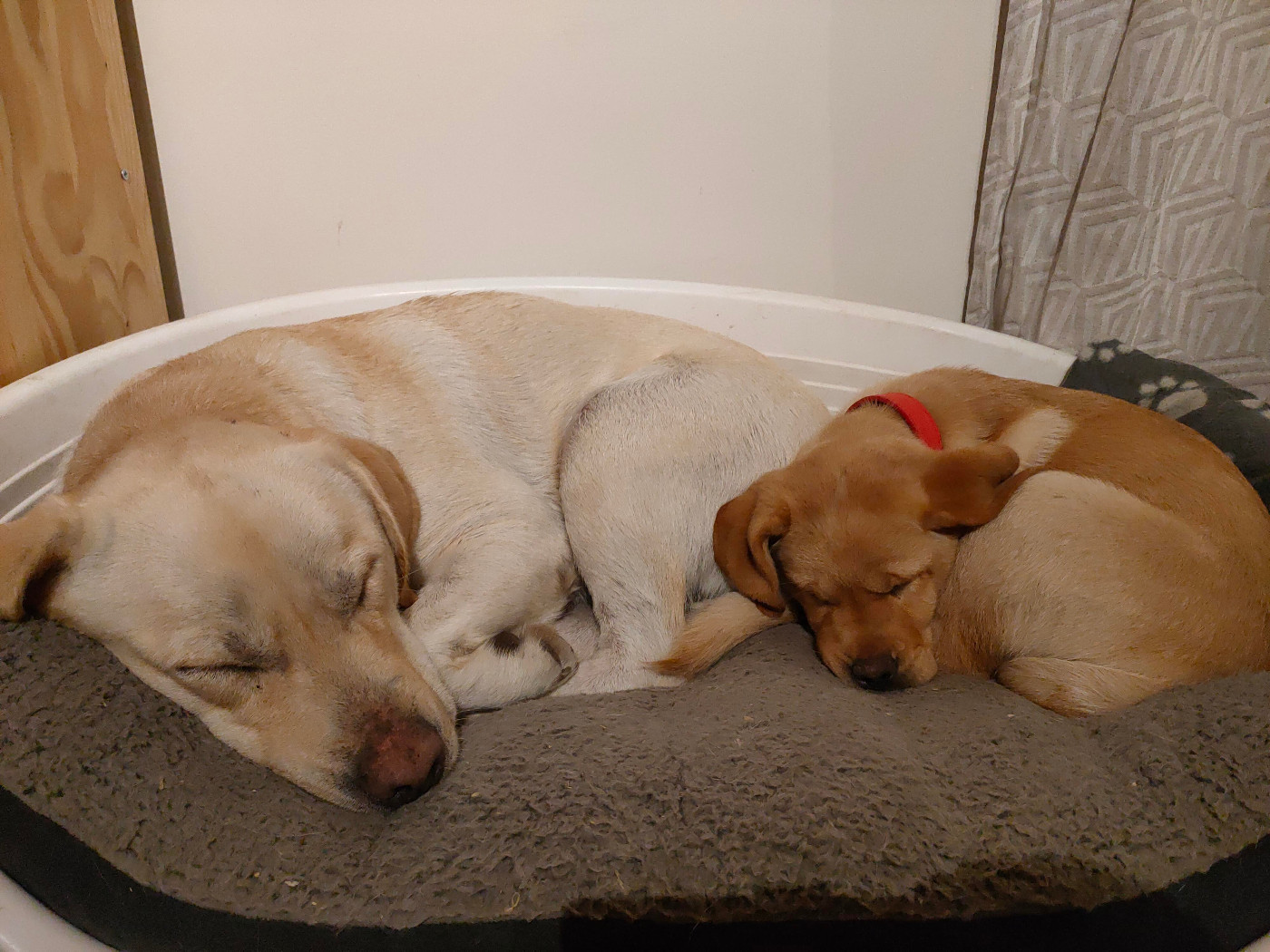 Raja et Typha
