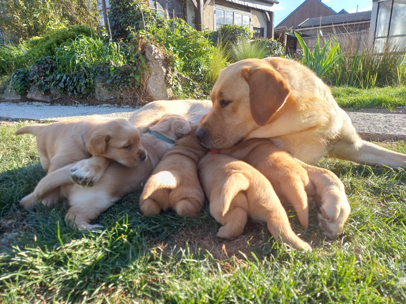 Chiot Labrador Retriever Des Bords De L'Aubance