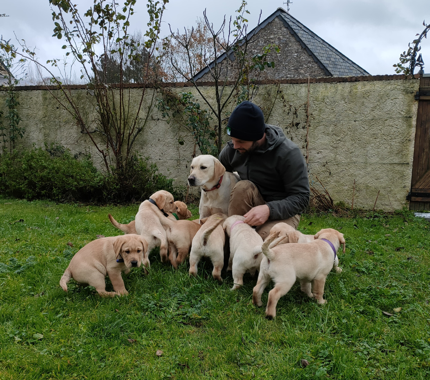 Des Bords De L'Aubance - Labrador Retriever - Portée née le 26/10/2022